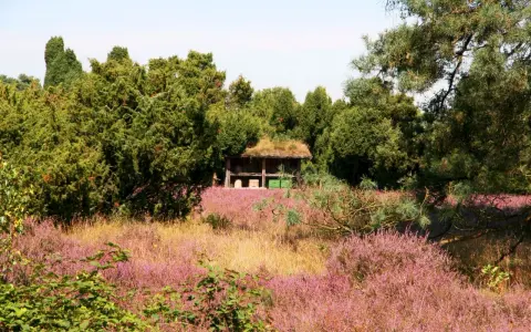 Westruper Heide: Ein Bienenhaus mit Grasdach steht inmitten blühender Heide und grüner Bäume.