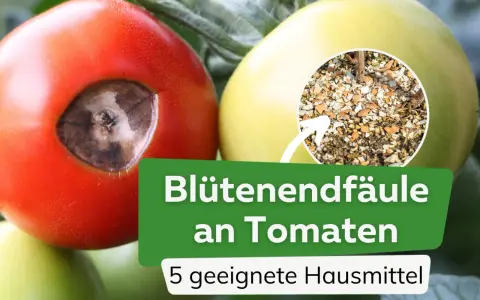 Tomaten mit Blütenendfäule, verursacht durch Kalziummangel. Ein Kreis zeigt zerstoßene Eierschalen als Hausmittel.