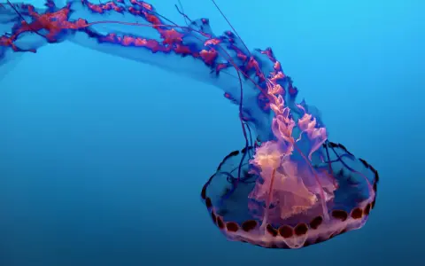 Medusa con lunghi tentacoli che ondeggiano nel blu profondo, un'elegante danza sottomarina.