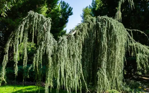 Un magnifique saule pleureur nain aux branches tombantes, créant un rideau végétal luxuriant dans un jardin verdoyant.