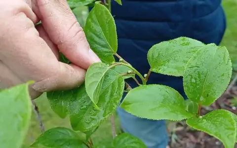Jaki nawóz do mini kiwi? Odkryj tajniki skutecznego nawożenia