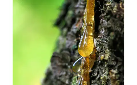 Krople żywicy na korze drzewa. Dowiedz się, jak usunąć żywicę z ubrania, gdy przytrafi Ci się taka przygoda.