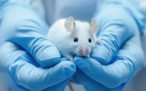 Investigación animal: ¿Por qué es vital para tu salud?