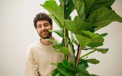 Hombre sonriente junto a un ficus lyrata. Los cuidados de esta planta son clave para su exuberante follaje.