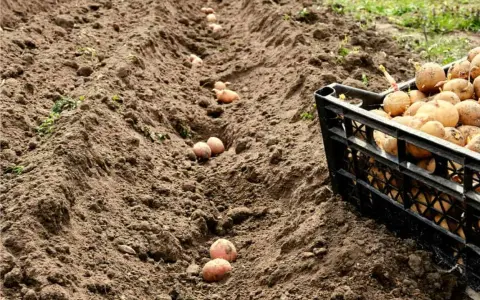 Semina patate in solchi, con una cassetta piena di tuberi pronti per la semina, seguendo i cicli lunari, luna calante o crescente.