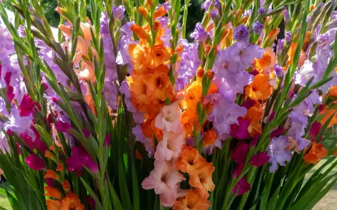 Un vibrante ramo de gladiolos en maceta, con flores en tonos naranja, lila, rosa y fucsia, iluminadas por el sol.