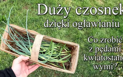 Ogławianie czosnku: Zyskaj 30% większe główki i obfite zbiory