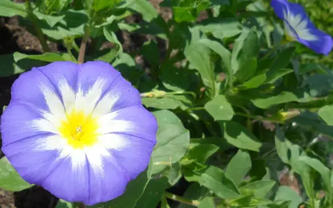 Une belle de jour fleur, d'un bleu éclatant avec un cœur jaune, s'épanouit au soleil, entourée de feuilles vertes luxuriantes.