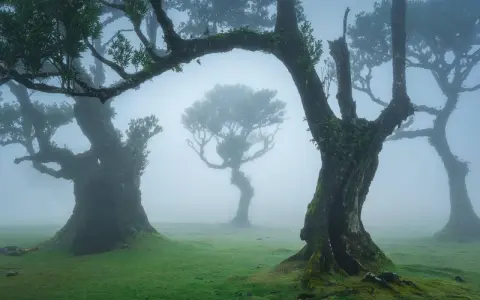 Mystische Bäume im Fanal Forest auf Madeira, umhüllt von Nebel. Moosbedeckte Stämme ragen in den Dunst, ein magischer Anblick.