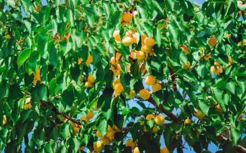 Abricots mûrs sur une branche, sous un ciel bleu. Les feuilles vertes contrastent avec les fruits orangés, malgré les signes de moniliose abricotier.