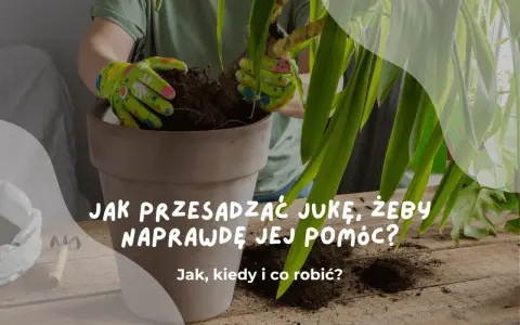 Ręce w rękawiczkach przesadzają jukę do nowej doniczki. Dowiedz się, jak przesadzić jukę, by jej pomóc.