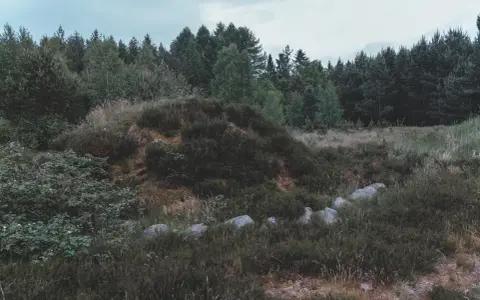 Kamienne kręgi ukryte wśród wrzosowisk i lasu, tworzące tajemniczy krajobraz.