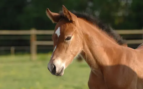 Un poulain brun clair, peut-être atteint de Rhodococcus equi, regarde avec curiosité. Son pelage est doux, sa crinière noire et une étoile blanche orne son front.