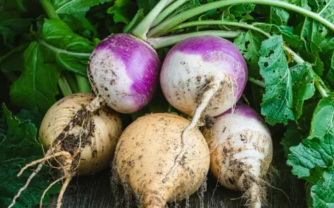 Navets fraîchement récoltés, prêts à être cuisinés. L'idéal pour planter des navets et profiter de ce légume racine.