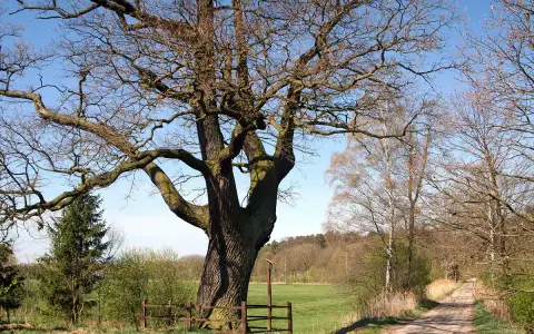 Potężny dąb, pomnik przyrody na prywatnej działce, rozpościera swe konary nad polną drogą.
