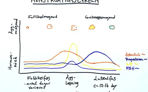 Diagram över menstruationscykeln som visar hur nivåerna av kvinnliga hormoner (östradiol, progesteron, LH, FSH) förändras under cykelns olika faser.