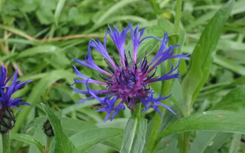 Eine leuchtend blaue Berg-Flockenblume entfaltet ihre zarten Blütenblätter vor einem Hintergrund aus sattgrünem Laub.