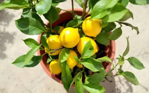 Un citronnier en pot, prêt à tailler, porte plusieurs citrons jaunes mûrs et des feuilles vertes luxuriantes.