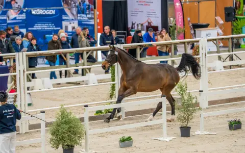 Un magnifique étalon sf, fier et puissant, défile dans une arène sous le regard des spectateurs.