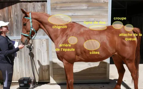 Un cheval bai, marqué par la sueur de cheval, est examiné par une femme. Des zones de son corps sont mises en évidence.