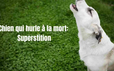 Un chien blanc hurle à la mort, une superstition ancienne. Son cri résonne dans la nuit, alimentant les légendes.