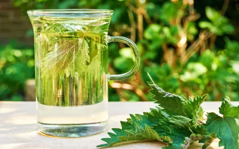Ein Glas mit Brennnesseltee, daneben frische Brennnesselblätter. Perfekt für eine gesunde Brennnesseltee Kur im Grünen.