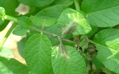 Foglie di patata colpite dalla peronospora, con macchie marroni e necrotiche sui margini e sulle nervature.