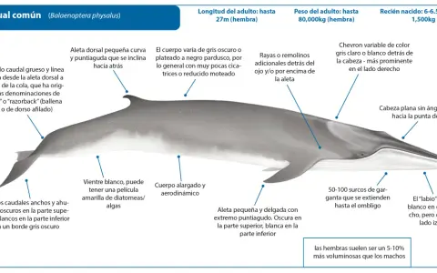 Ilustración detallada de una ballena rorcual común, mostrando sus características anatómicas y datos sobre su tamaño y peso.