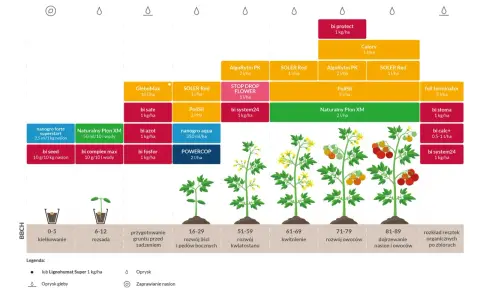 Schemat uprawy pomidorów w gruncie, od kiełkowania do dojrzewania owoców, z zastosowaniem różnych preparatów.