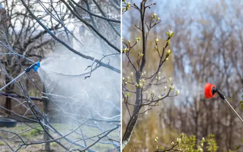 Opryskiwanie drzew środkiem ochrony roślin. Na lewo oprysk na nagie gałęzie, na prawo na młode pąki. Ile miedzianu na 10 litrów wody?