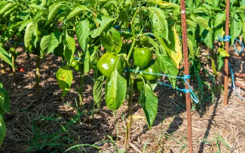 Des poivrons verts mûrs sur des plants soutenus par des tuteurs. Le paillis protège le sol. Idéal pour savoir quand planter les poivrons.