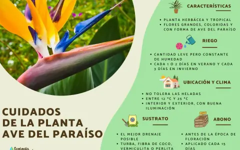 Cuidados de la planta ave del paraíso: riego constante, ubicación soleada, sustrato drenante y abono.