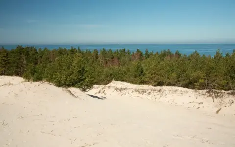Piasek i sosny na wydmach lubiatowskich, z widokiem na spokojne morze i błękitne niebo.