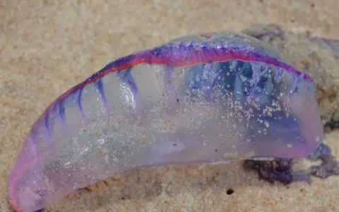 Un Physalia physalis, noto anche come caravella portoghese, spiaggiato sulla sabbia. I suoi colorati tentacoli medusa brillano sotto il sole.