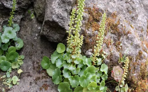 Plantes vertes aux feuilles rondes et dentelées, ressemblant à un nombril de Vénus, poussent sur un rocher couvert de mousse.