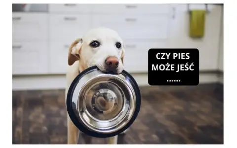 Myślę, że "Mięso z rosołu dla psa? Sprawdź, zanim podasz! Bezpieczeństwo i ryzyko" będzie idealne.