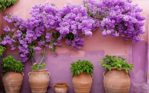 Una exuberante planta morada adorna una pared rosa, con macetas de terracota alineadas abajo.