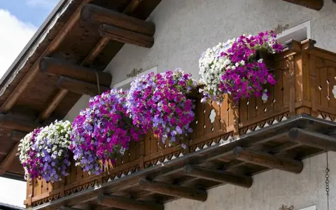 Kwiaty na balkon słoneczny: obfite kaskady fioletowych, różowych i białych petunii ozdabiają drewnianą balustradę.
