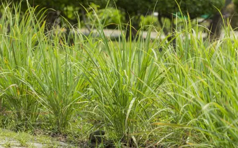 Lush green lemongrass plants grow in a garden. This image makes you wonder if lemongrass can survive winter.