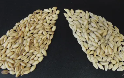 Two piles of barley grains on a black background. The left pile is darker, showing what is malted barley. The right pile is lighter, showing raw barley.