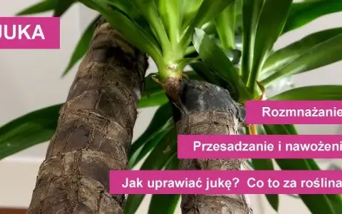 Jaki nawóz do juki domowej, aby uniknąć błędów w pielęgnacji?