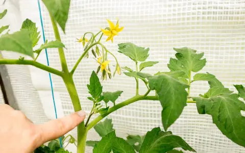 Finger zeigt auf einen Triebansatz an einer Tomatenpflanze, der zum Ausgeizen bereit ist. Gelbe Blüten sind sichtbar.