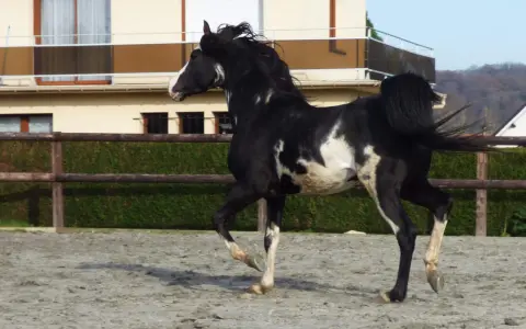 Un magnifique étalon pur sang arabe, noir et blanc, galope dans une carrière. Sa crinière flotte au vent, témoignant de sa puissance et de sa grâce.