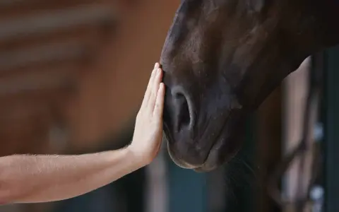 Une main caresse le museau d'un cheval. Une connexion douce, qui nous rappelle pourquoi les chevaux ne peuvent pas vomir.