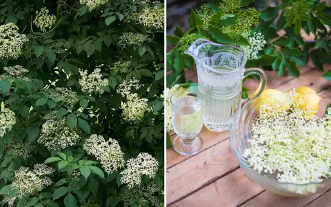 Fläderträd i full blom. Bredvid en karaff med fläderblomsaft, ett glas och en skål med fläderblommor och citroner.