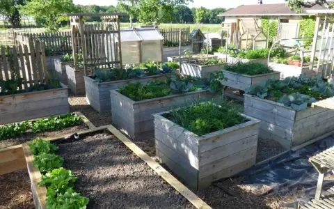 Un petit potager bien entretenu avec des bacs en bois remplis de légumes verts, de choux et d'herbes.
