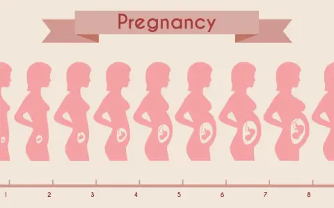 Sylwetki kobiet pokazują rozwój ciąży od 1. do 9. miesiąca. Pierwszy trymestr trwa do 3. miesiąca.