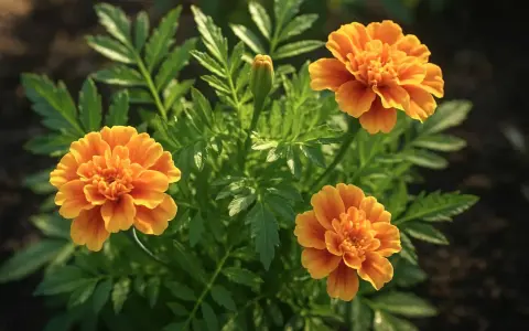 Tre soliga marigold svenska blommor med gröna blad. En knopp väntar på att slå ut.