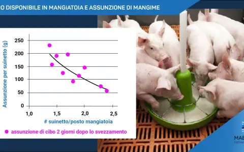 Suinetti affamati si accalcano attorno a un mangiatoio, mentre un grafico mostra l'assunzione di cibo per maiale.