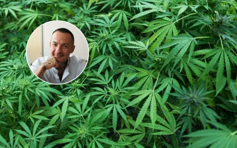 Mężczyzna z tatuażami w okręgu na tle gęstej roślinności konopi. Dyskusja o legalizacji marihuany nabiera tempa.